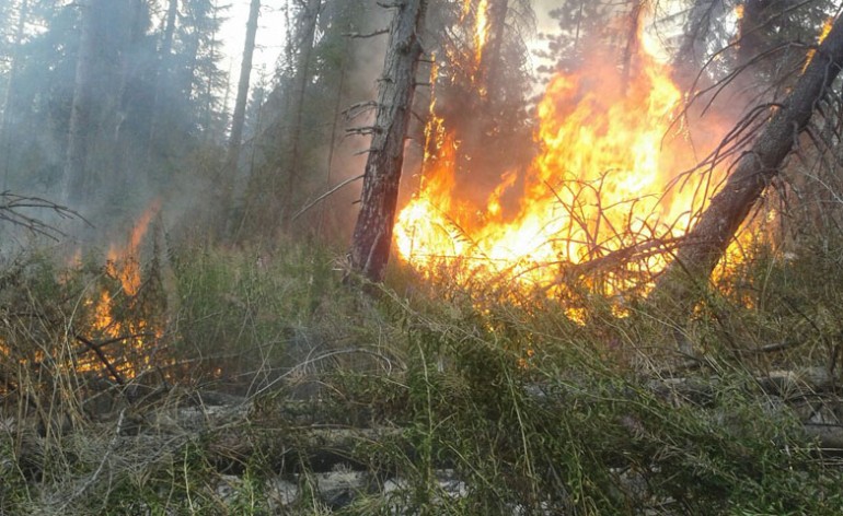 Šumski-požar-Kozica-13.8.2015.-10-770x472