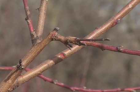 pupoljci-voce-izmrzavanje