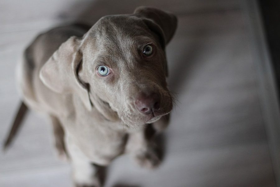 weimaraner-1381183_960_720