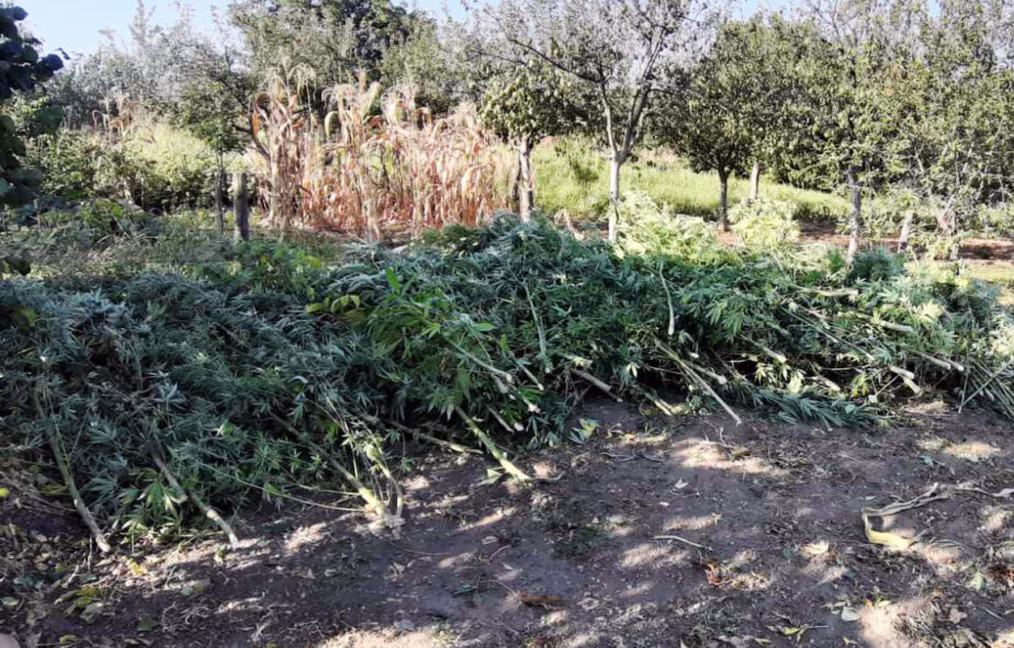 posecena marihuana